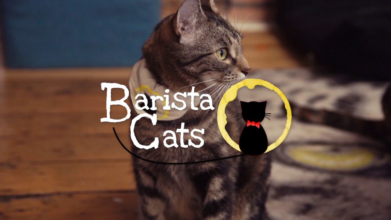 ¡Bienvenidos al BaristaCats Café!