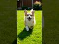Mera kutta bhaag raha hai #CuteDog #DogRunning #MeraDog #PetLove#shorts #viralvideo