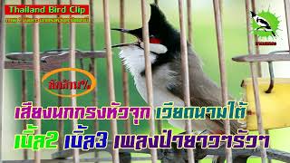 เสียงนกกรงหัวจุก เวียดนามใต้ เบิ้ล2 เบิ้ล3 เพลงป่ายาวๆรัวๆ (Thailand Bird Clip) : นายนกกรง Chào Mào screenshot 5