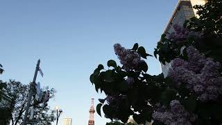 D005作りかけDemo(20260523) - MASENO (MASAYO KASENO)