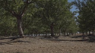 Placer County farmers express concern over the value of crops and products