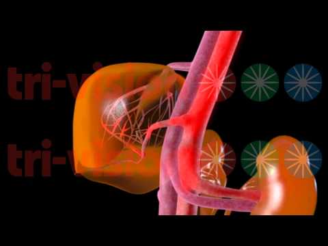 Video: Zwischenast Der Leberarterie Anatomie, Funktion & Diagramm - Körperkarten