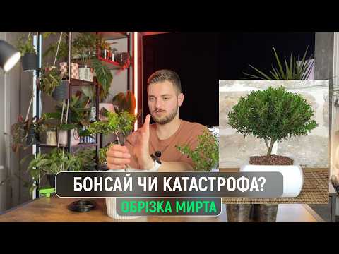 Бонсай з Миртового