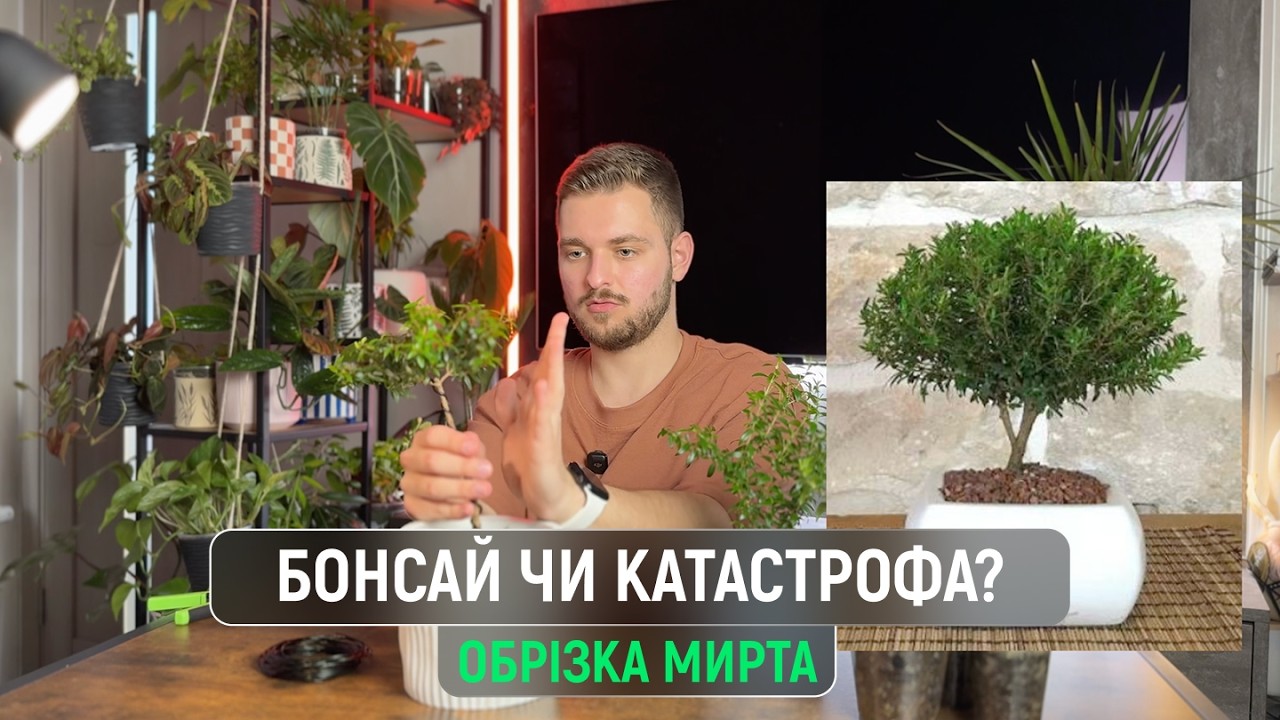 Бонсай з Миртового дерева | Обрізка та формування мирта  | Частина 1