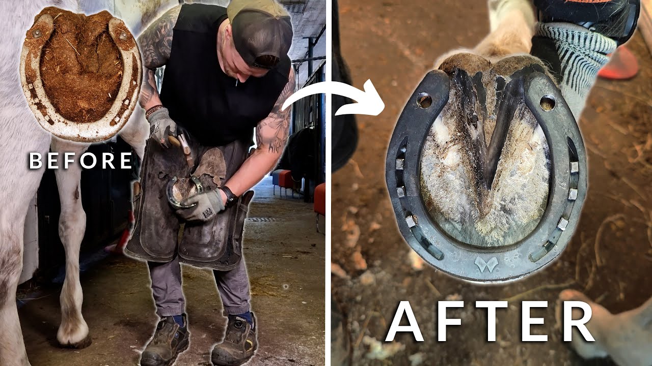 Complete Horse Hoof Restoration Start to Finish YouTube