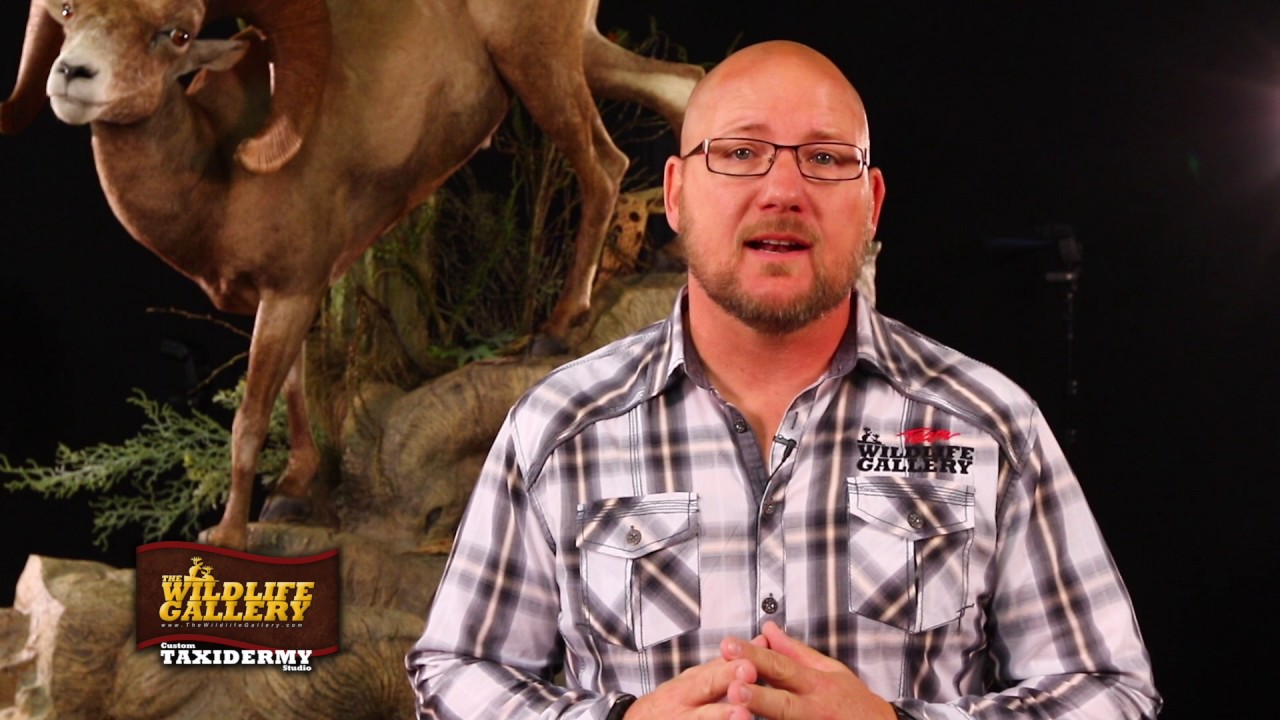 huntington beach california World Taxidermy & Fish Carving Championships