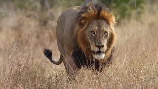 Male Lion Makes a Dramatic Showing (Mandevu)