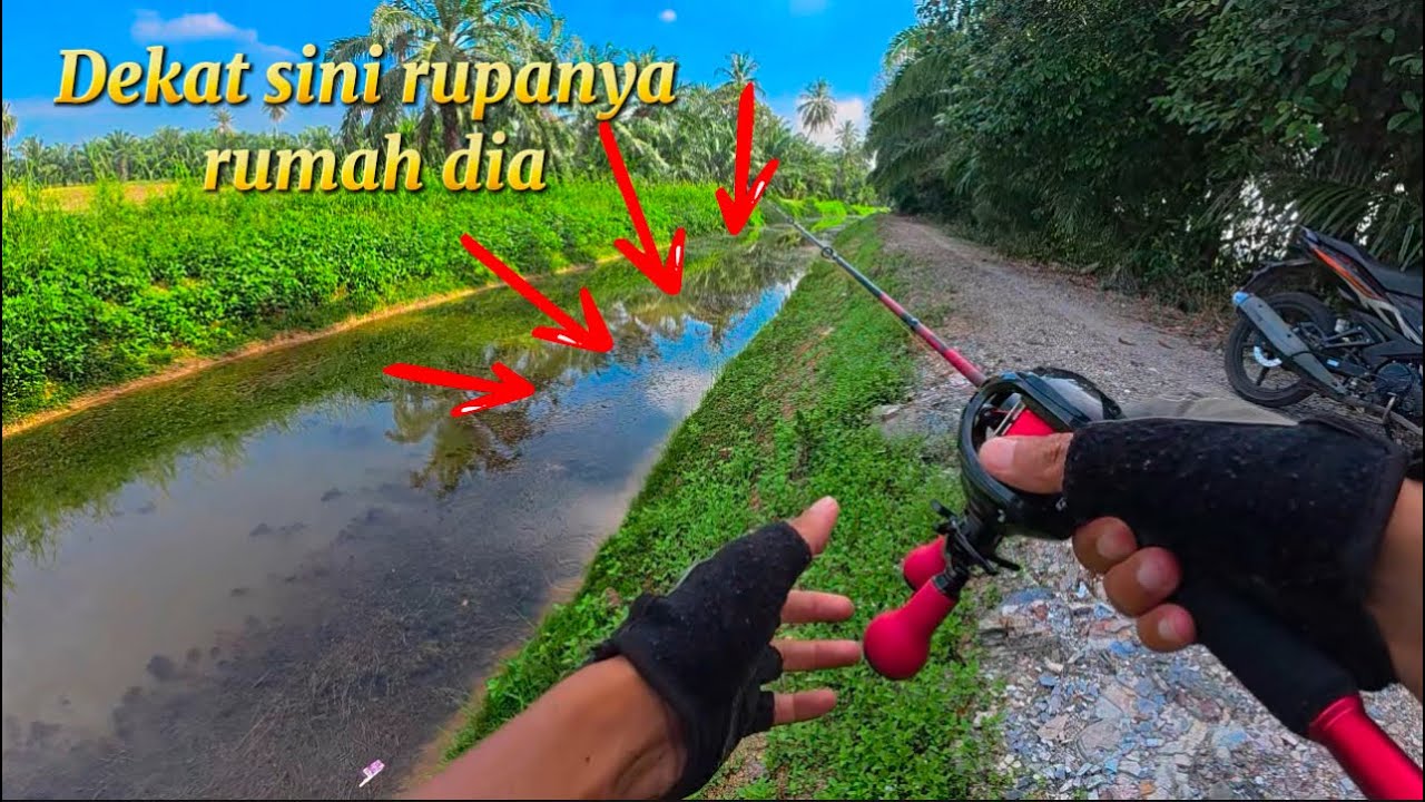 #2 Mancing ikan haruan | pujuk sampai dia keluar dari sarang !!