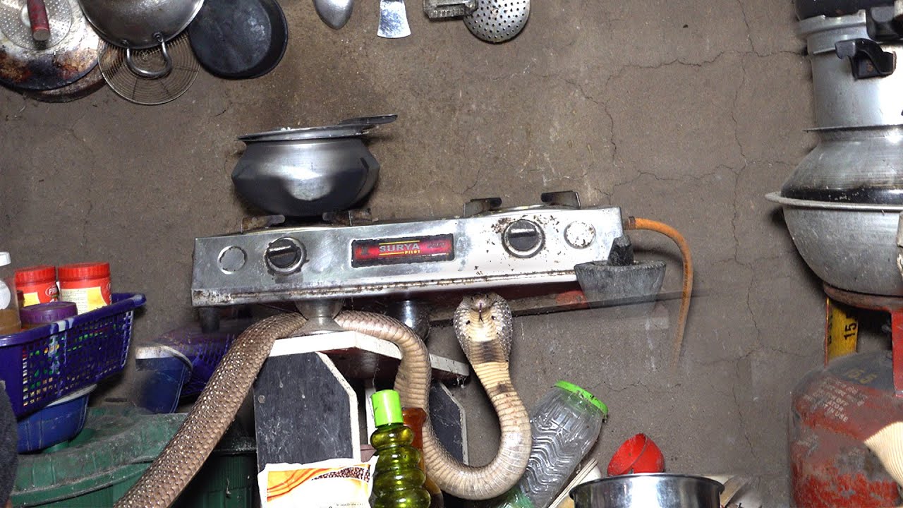 घर की रसोई में निकला ज़हरीला मोनोक्लेड कोबरा, देखकर उड़ गए होश