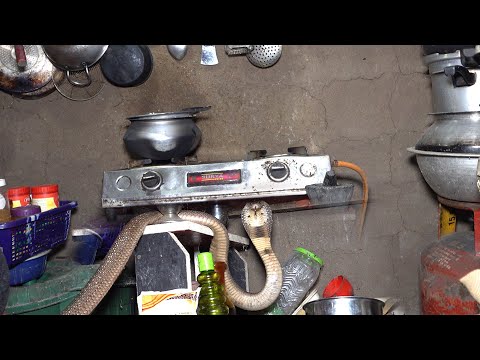 घर की रसोई में निकला ज़हरीला मोनोक्लेड कोबरा, देखकर उड़ गए होश