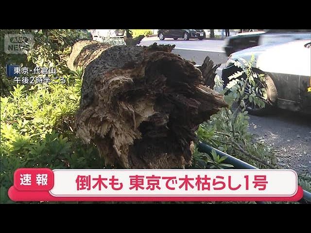 速報】東京地方で木枯らし1号 代官山で街路樹が折れ車が下敷きに