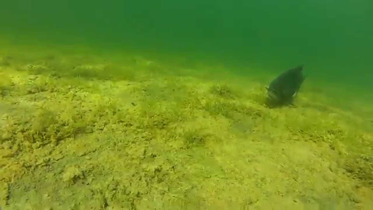 salmon in the Eel River November 2015 YouTube