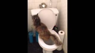 Cat Pees In Toilet - With No Training