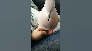 Petbird Skippy Bow Cooing REALLY Close Ringneck Dove 