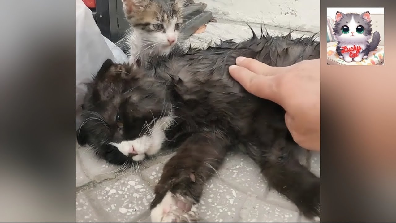 Rescue and Revival A Family’s Journey from Despair to Hope for