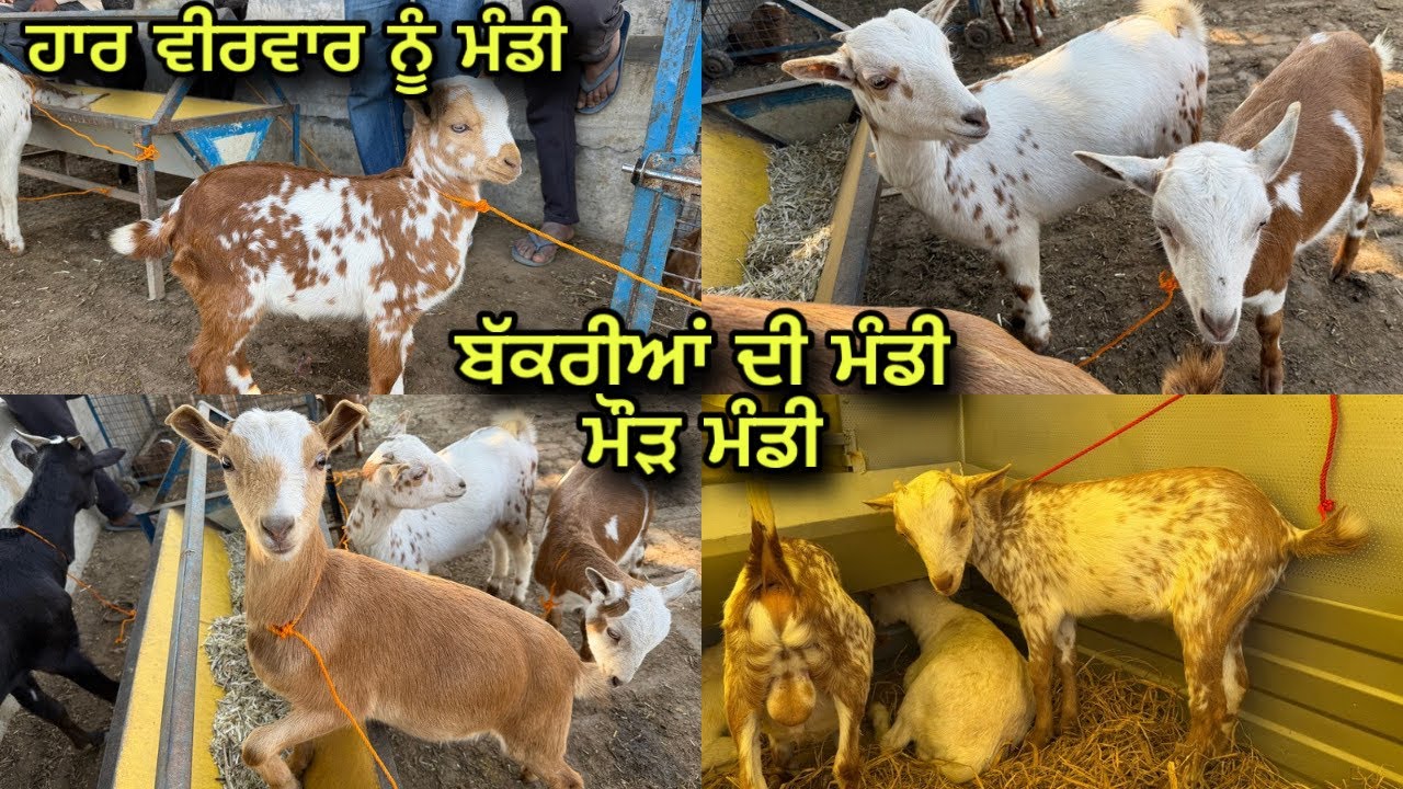 ਬੱਕਰੀਆਂ ਦੀ ਮੰਡੀ ਮੌੜ ਮੰਡੀ | ਹਰ ਵੀਰਵਾਰ ਦੀ ਮੰਡੀ 