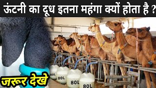 आखिर ऊंटनी का दूध इतना महंगा क्यों होता है ? | Why Camel Milk Is Expensive | Camel's Milk