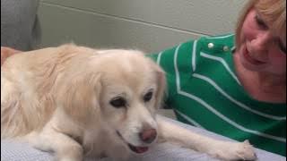 Becky & Sandy discuss Munchkin's care at IVSMO - Part 2