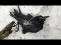 The Many Crows of Woodstock, Ontario, Canada