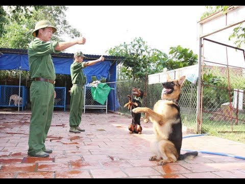 Video Sài Gòn Dog-Trung tâm huấn luyện chó uy tín tại Sài Gòn - youtube