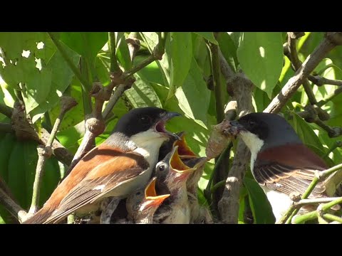 Video Khó Hiểu?? Chim Bố Tha Toàn Là VE Về Tổ Và Nhiều Lần... - youtube