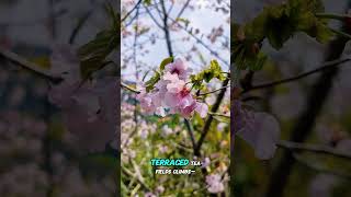 Lover's Boardwalk Through the Mountain Tops, Shizhao #travel #lovestory  #beauty #flower #taiwan