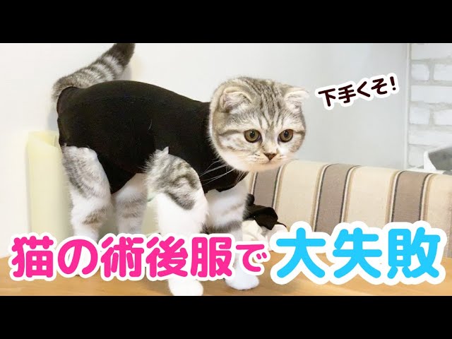 猫の術後服を手作りしようとして大失敗 スコティッシュフォールド ぐう Youtube