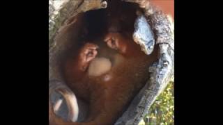Heritage Tree Care and  Wildlife in Brisbane