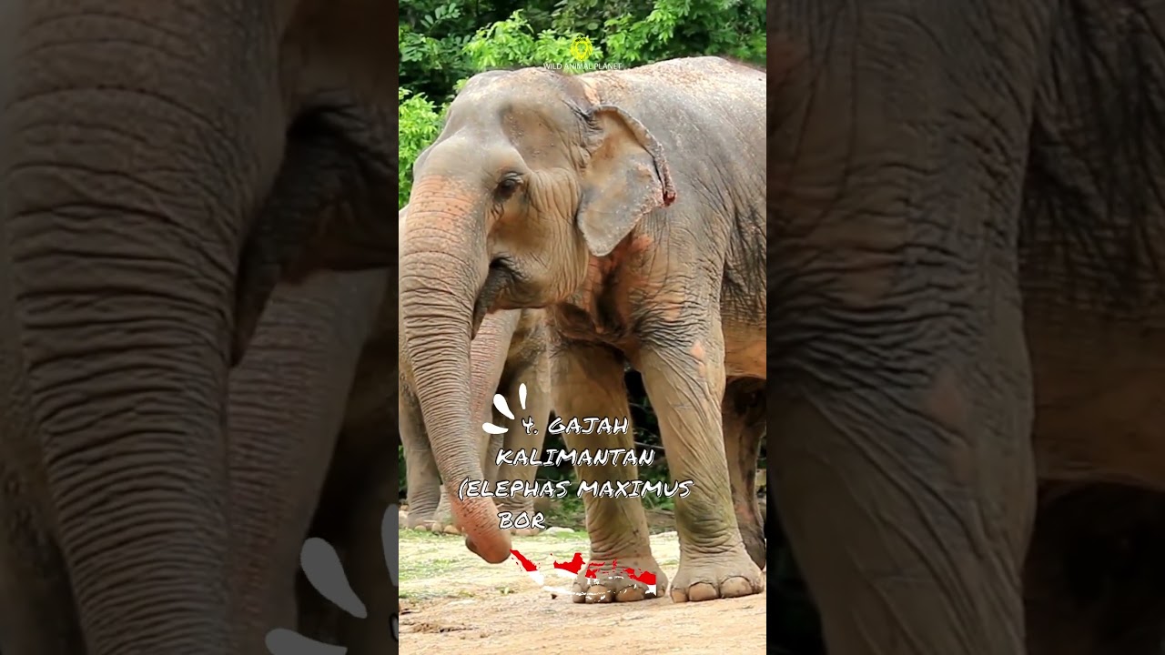 Endemic Animals You Can Find in Indonesia