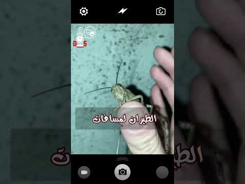 هل تعلم حقائق غريبة مدهشة شورت الجراد 