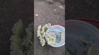 Changing Queen Annes Lace From White To Different Colors #queenanne #flowers #fooddye