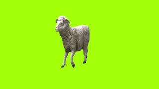 Walking Sheep Green Screen For Animation Makingcartoon Green Screen Ostad Animation Green Screen