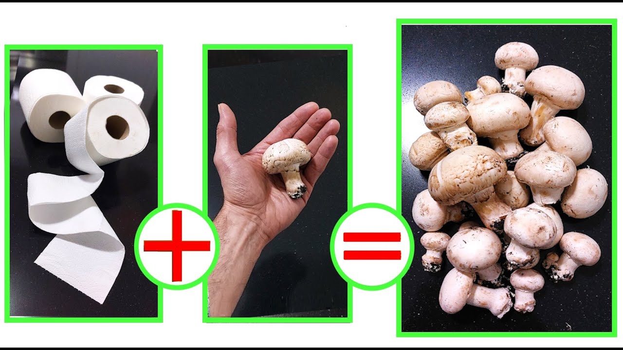 ГРИБЫ, КЛАСТЬ ИХ В ТУАЛЕТНУЮ БУМАГУ И РАЗМНОЖАТЬ ИХ БЕСКОНЕЧНО, выращивание грибов, супер трюк