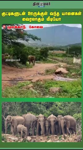 குட்டிகளுடன் ஊருக்குள் வந்த யானைகள்|வைரலாகும் வீடியோ