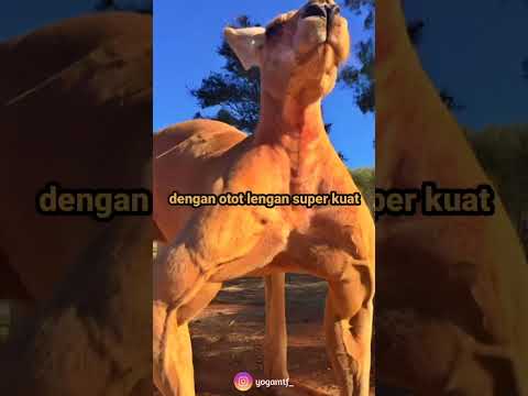 Video: Adakah seekor kanggaru akan menenggelamkan anda?