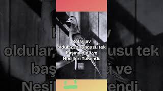 İnsanlar Nedeniyle Nesli Tükenen Canlılar #netbilgi38