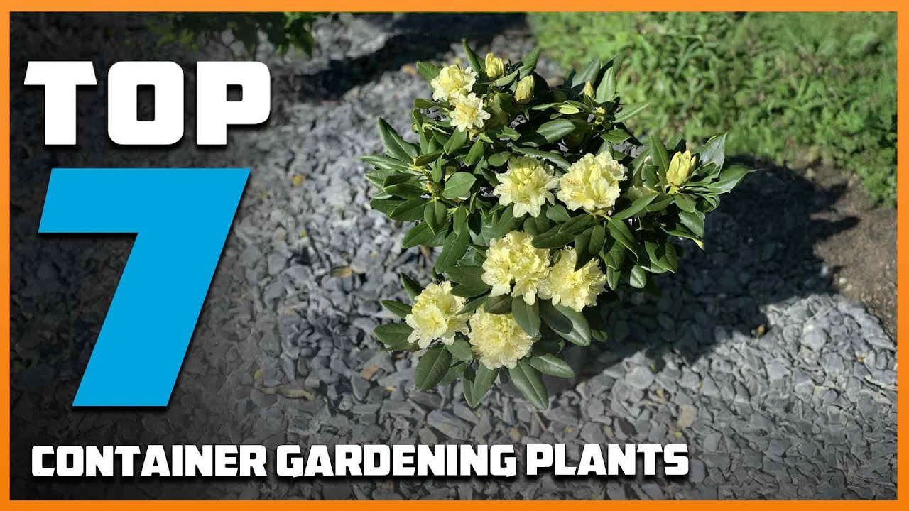 7 Best Plants for Container Gardening Beginners Must Try