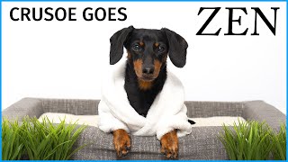 Crusoe Goes 'Zen' with Petlibro Water Fountain - Cute Dachshund Video by Crusoe the Dachshund 569,113 views 2 years ago 2 minutes, 22 seconds