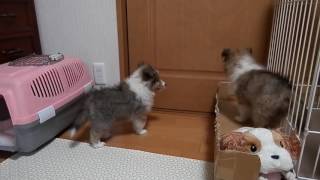 シェルティー2017010302