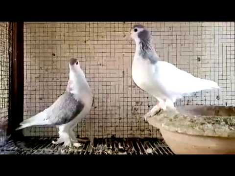 حمام البطريق أجمل لون في عالم الحمام لافندر 