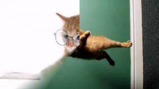 Кошки бывают разные. Кошки бывают разные.