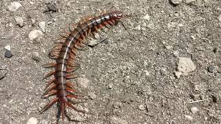 Big Ass Hawaiian Centipede!
