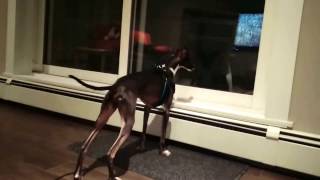 Italian Greyhound Barking at his Reflection