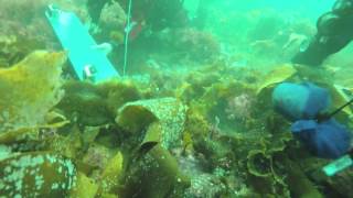 Scientific Diving and Documentation course, Kristineberg, Sweden