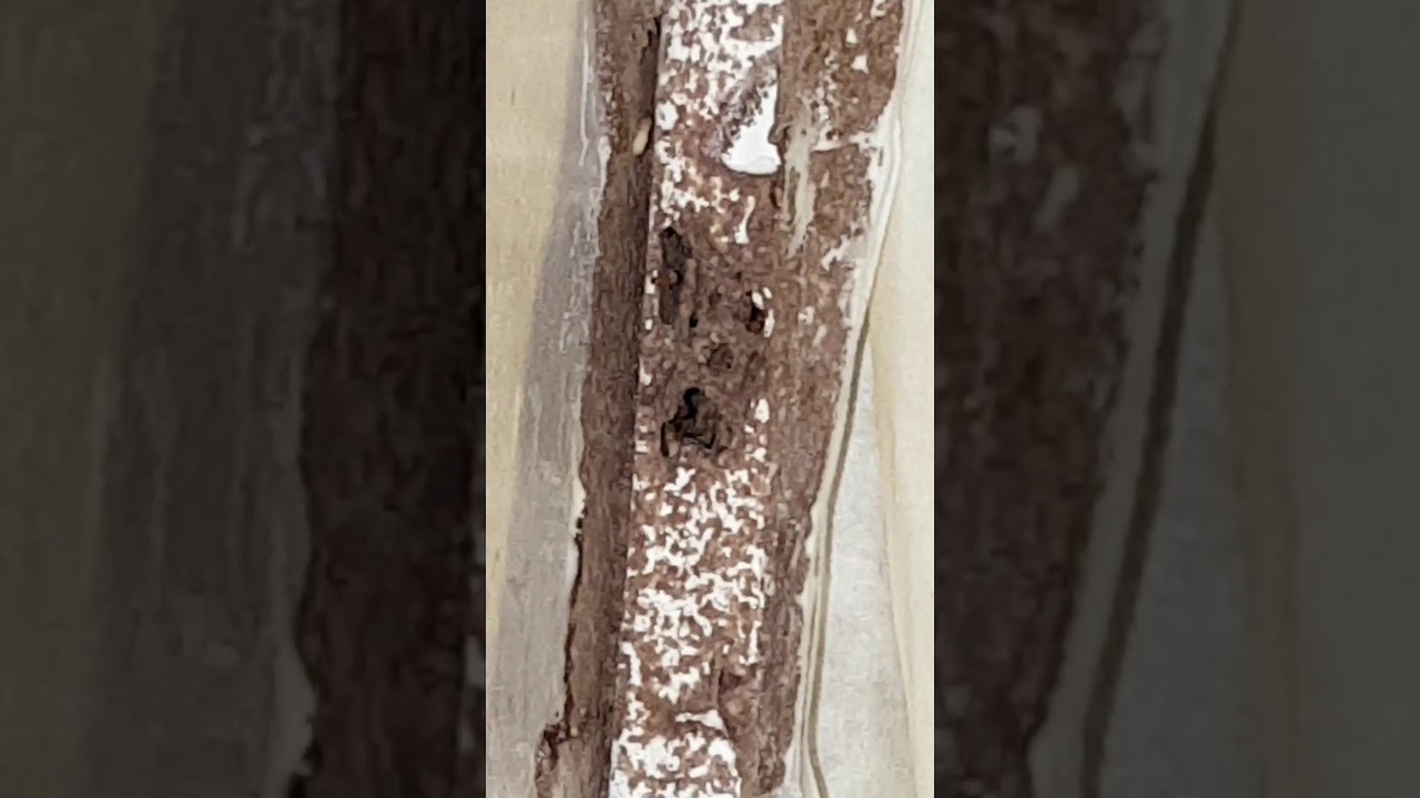 Pest Control Singapore