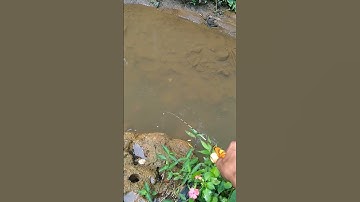Thumbnail of Mancing wader babon diselokan #microfishing #mancing wader #joransuperlentur 2