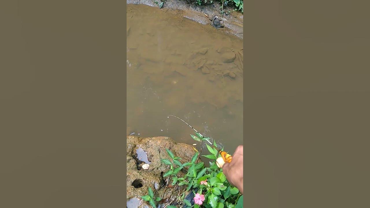 Mancing wader babon diselokan #microfishing #mancing wader #joransuperlentur 2