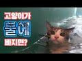 고양이 수영 : 병맛 고양이 예능 5편 | 고양이 산책