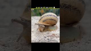 😱 This Animal Can Sleep for 3 Years Straight! | Unbelievable Animal Fact #shorts