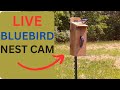 blue bird nest box camera